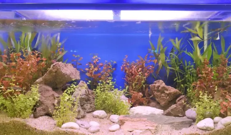 Aquarium